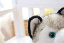 Lade das Bild in den Galerie-Viewer, Niedlicher Husky Kuscheltier Stofftier Hund kaufen
